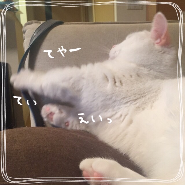 f:id:belly0628:20150518230951j:image f:id:belly0628:20150518230951j:image