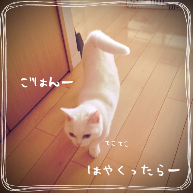 f:id:belly0628:20150526081801j:image f:id:belly0628:20150526081801j:image