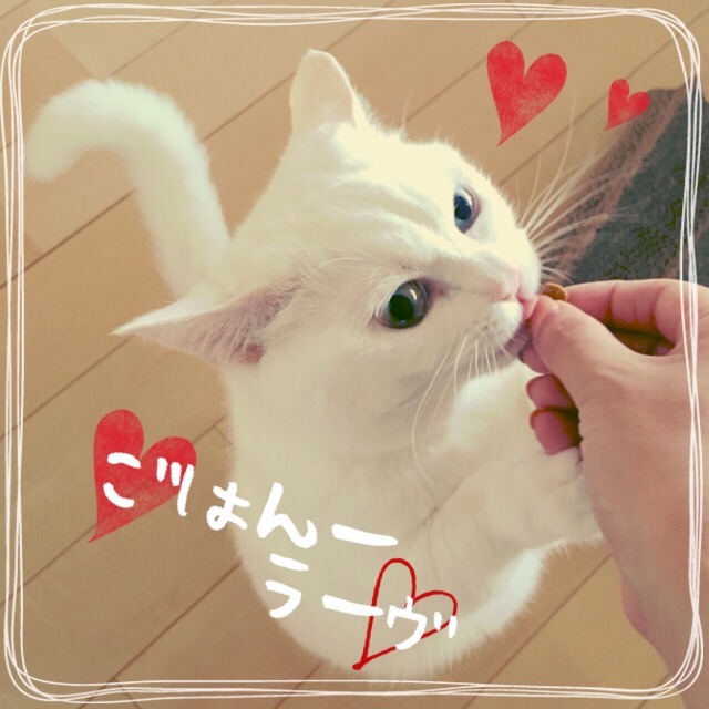 f:id:belly0628:20150526122903j:image f:id:belly0628:20150526122903j:image