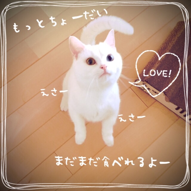 f:id:belly0628:20150526123151j:image f:id:belly0628:20150526123151j:image
