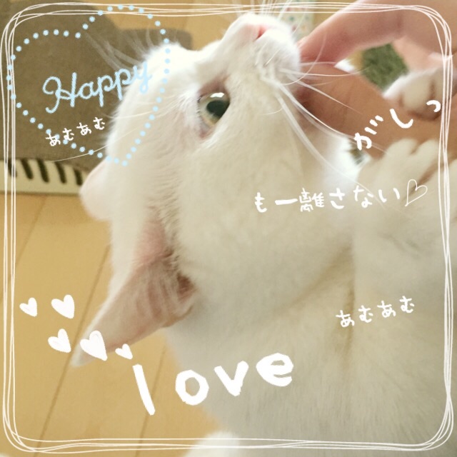f:id:belly0628:20150526123242j:image f:id:belly0628:20150526123242j:image
