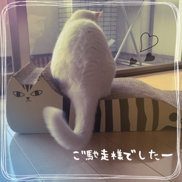 f:id:belly0628:20150526223926j:image f:id:belly0628:20150526223926j:image