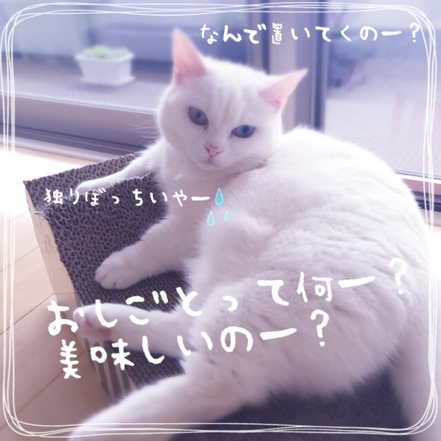 f:id:belly0628:20150526224444j:image f:id:belly0628:20150526224444j:image