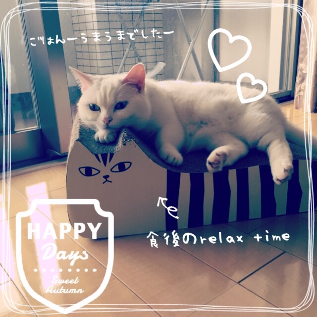 f:id:belly0628:20150526224526j:image f:id:belly0628:20150526224526j:image