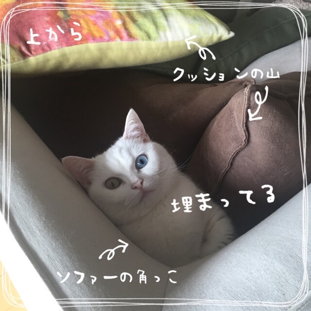 f:id:belly0628:20150527202543j:image f:id:belly0628:20150527202543j:image