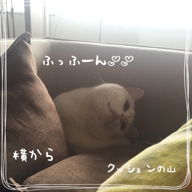 f:id:belly0628:20150527202624j:image f:id:belly0628:20150527202624j:image