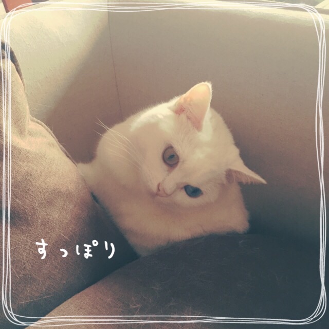 f:id:belly0628:20150527203712j:image f:id:belly0628:20150527203712j:image