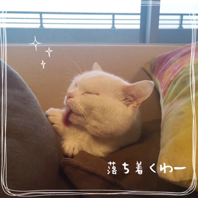 f:id:belly0628:20150527204022j:image f:id:belly0628:20150527204022j:image