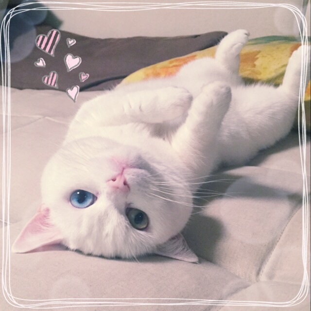 f:id:belly0628:20150527205705j:image f:id:belly0628:20150527205705j:image