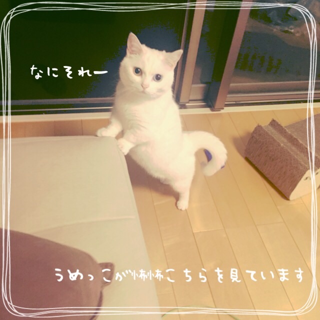 f:id:belly0628:20150527211612j:image f:id:belly0628:20150527211612j:image