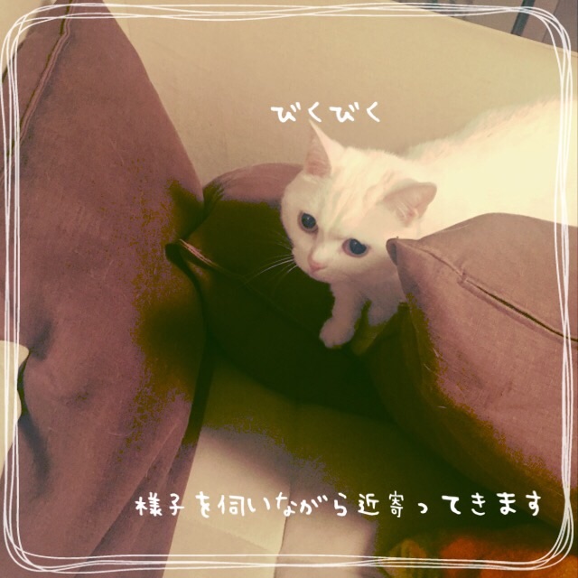 f:id:belly0628:20150527211632j:image f:id:belly0628:20150527211632j:image