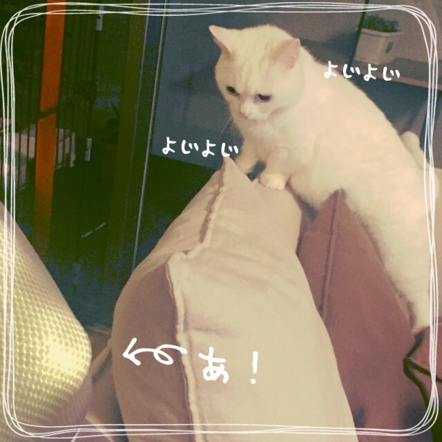 f:id:belly0628:20150527211646j:image f:id:belly0628:20150527211646j:image