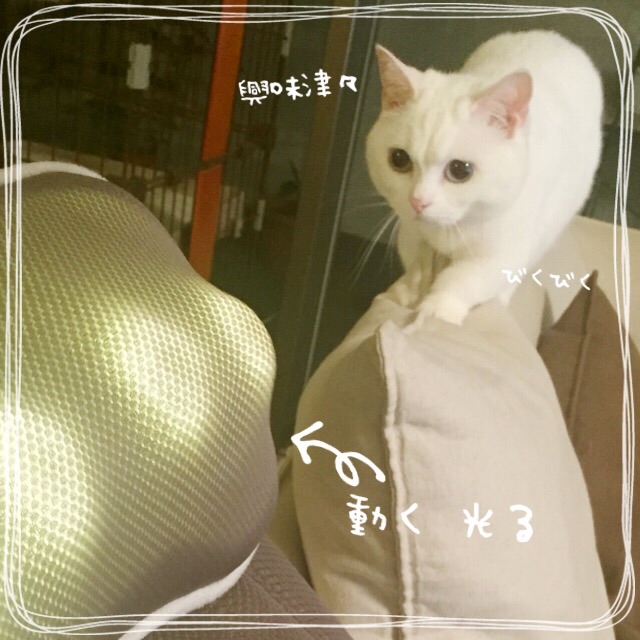 f:id:belly0628:20150527211703j:image f:id:belly0628:20150527211703j:image