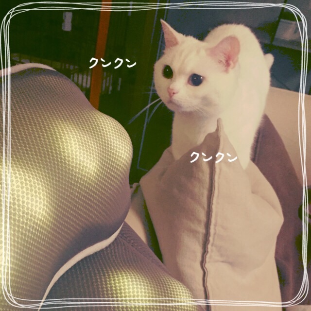 f:id:belly0628:20150527211721j:image f:id:belly0628:20150527211721j:image