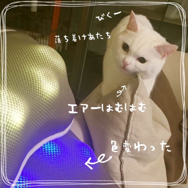 f:id:belly0628:20150527211817j:image f:id:belly0628:20150527211817j:image