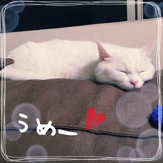 f:id:belly0628:20150529011637j:image f:id:belly0628:20150529011637j:image