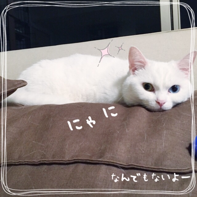 f:id:belly0628:20150529011707j:image f:id:belly0628:20150529011707j:image