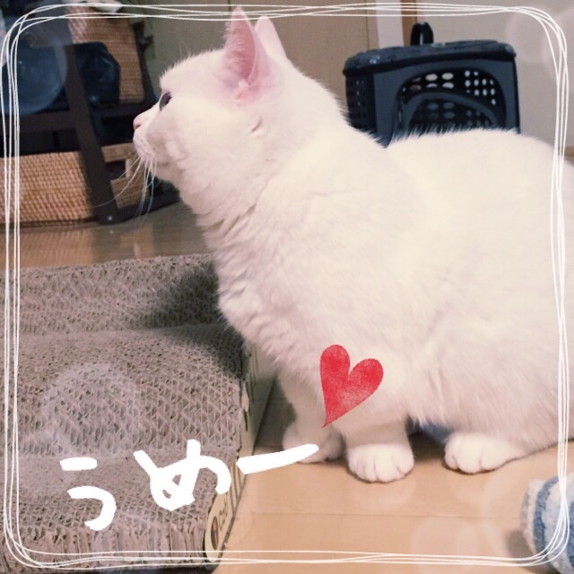 f:id:belly0628:20150529011736j:image f:id:belly0628:20150529011736j:image