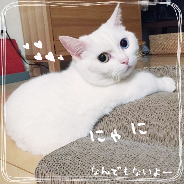 f:id:belly0628:20150529011824j:image f:id:belly0628:20150529011824j:image
