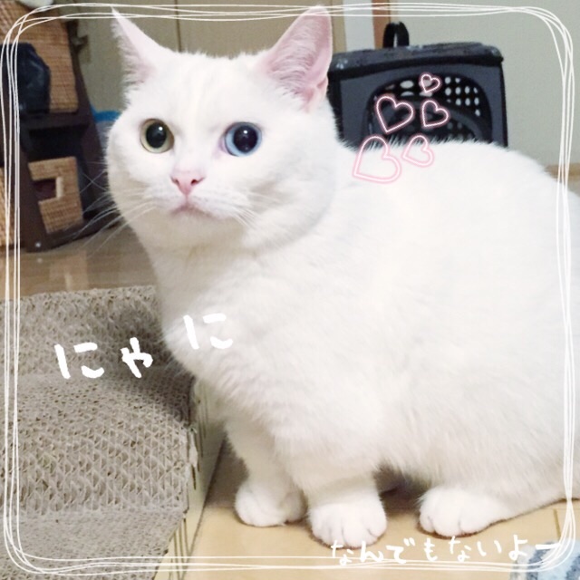 f:id:belly0628:20150529012056j:image f:id:belly0628:20150529012056j:image