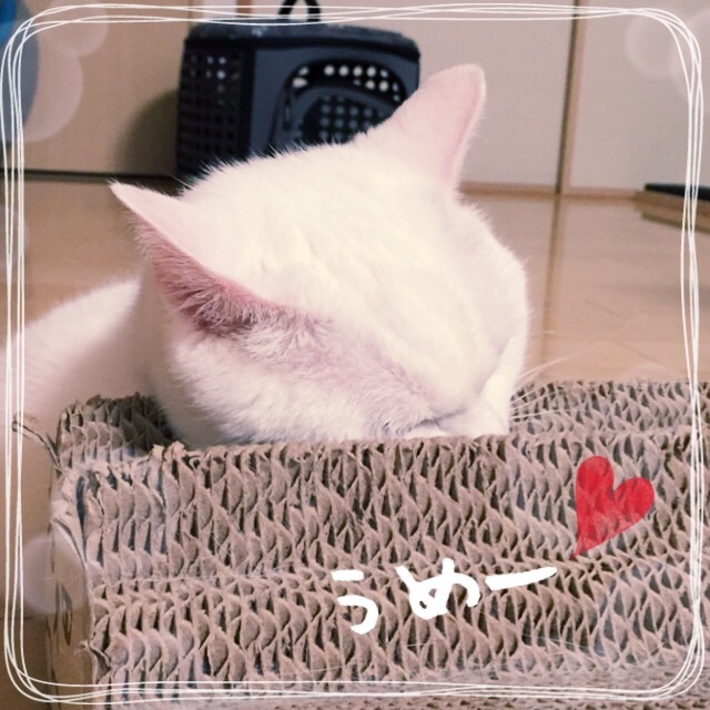 f:id:belly0628:20150529012114j:image f:id:belly0628:20150529012114j:image