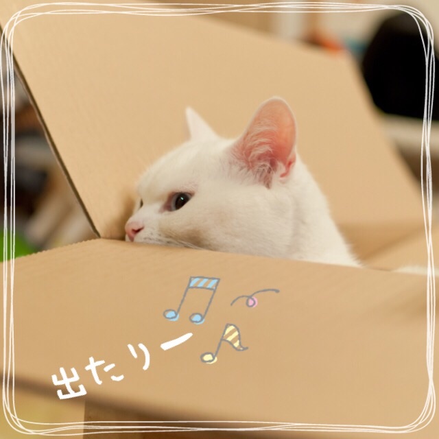 f:id:belly0628:20150530131540j:image f:id:belly0628:20150530131540j:image