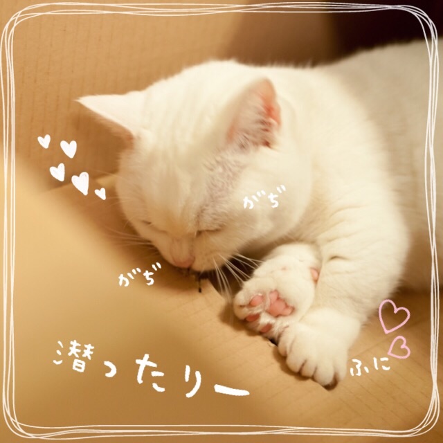f:id:belly0628:20150530131605j:image f:id:belly0628:20150530131605j:image