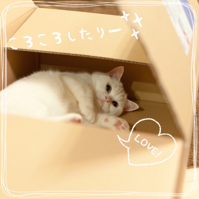 f:id:belly0628:20150530131843j:image f:id:belly0628:20150530131843j:image
