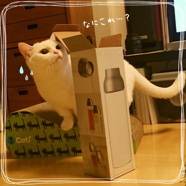 f:id:belly0628:20150607021155j:image f:id:belly0628:20150607021155j:image