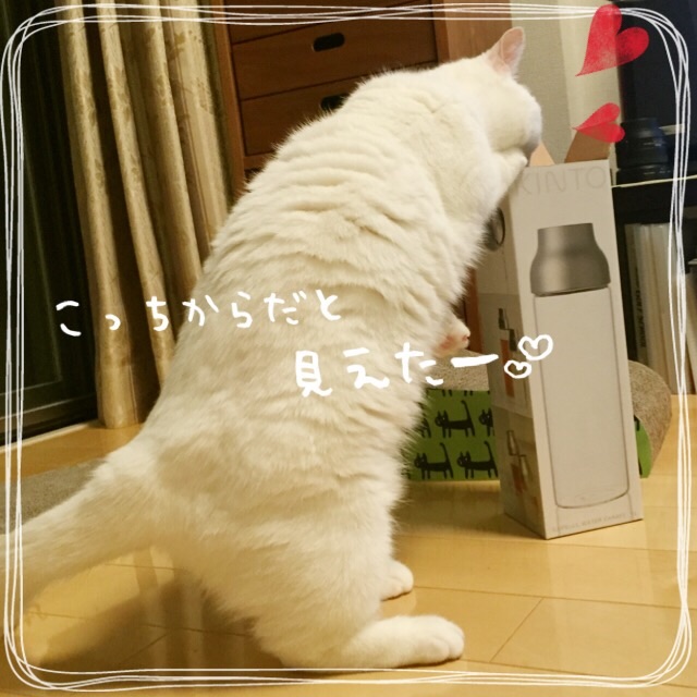 f:id:belly0628:20150607021955j:image f:id:belly0628:20150607021955j:image