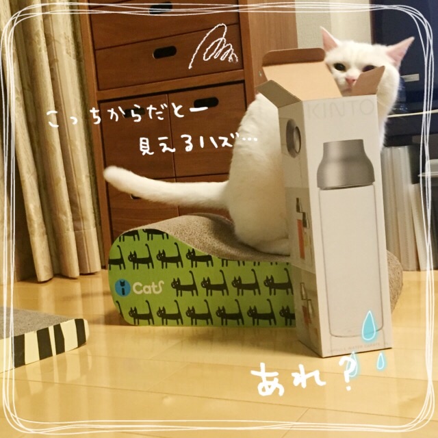 f:id:belly0628:20150607022123j:image f:id:belly0628:20150607022123j:image