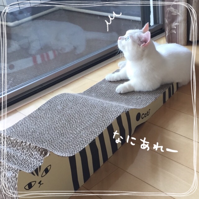 f:id:belly0628:20150607155534j:image f:id:belly0628:20150607155534j:image