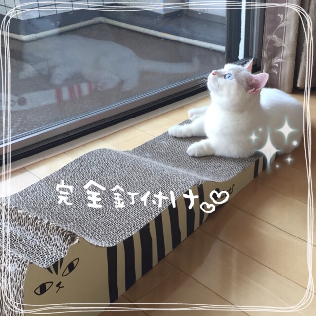 f:id:belly0628:20150607155601j:image f:id:belly0628:20150607155601j:image