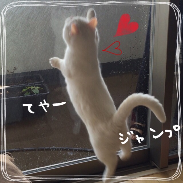 f:id:belly0628:20150607171341j:image f:id:belly0628:20150607171341j:image