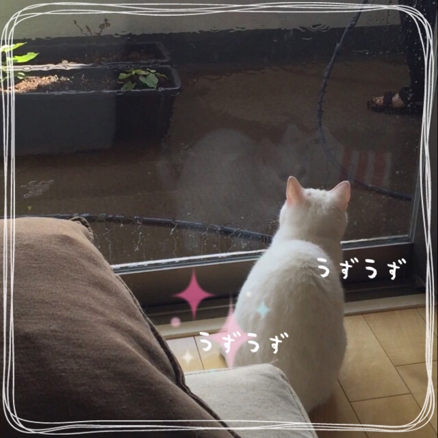 f:id:belly0628:20150607172011j:image f:id:belly0628:20150607172011j:image