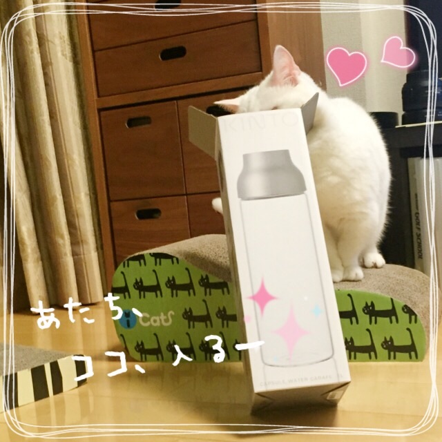 f:id:belly0628:20150607203252j:image f:id:belly0628:20150607203252j:image