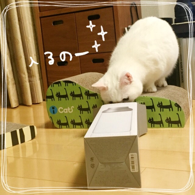 f:id:belly0628:20150607203329j:image f:id:belly0628:20150607203329j:image