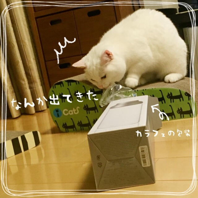 f:id:belly0628:20150607203700j:image f:id:belly0628:20150607203700j:image