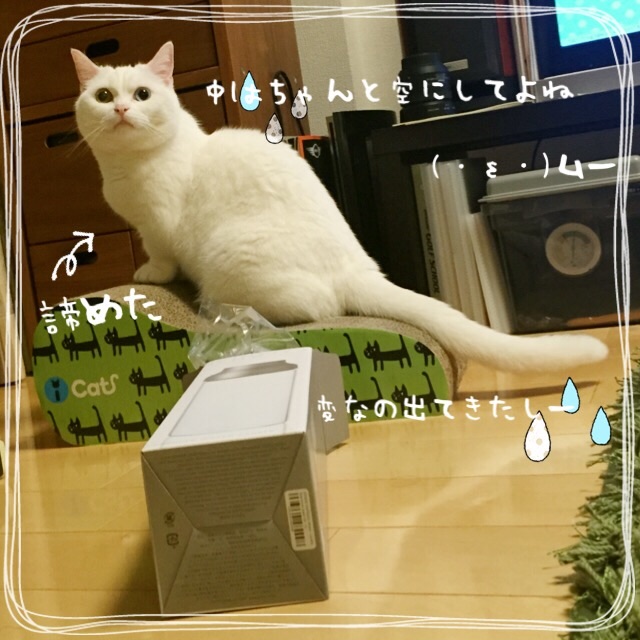 f:id:belly0628:20150607205347j:image f:id:belly0628:20150607205347j:image
