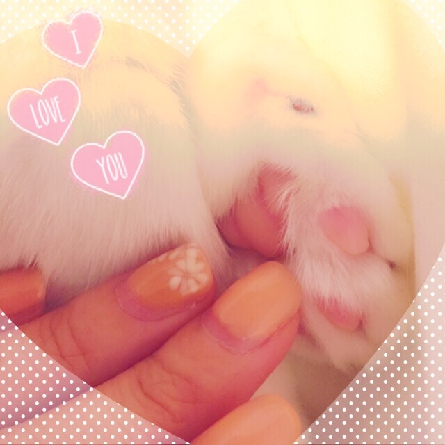 f:id:belly0628:20150607223225j:image f:id:belly0628:20150607223225j:image