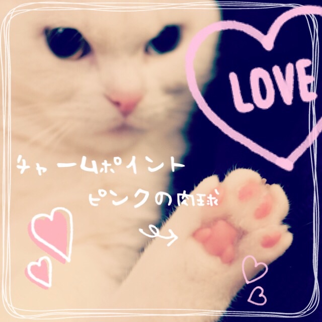 f:id:belly0628:20150607225143j:image f:id:belly0628:20150607225143j:image