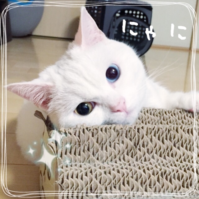 f:id:belly0628:20150608001422j:image f:id:belly0628:20150608001422j:image