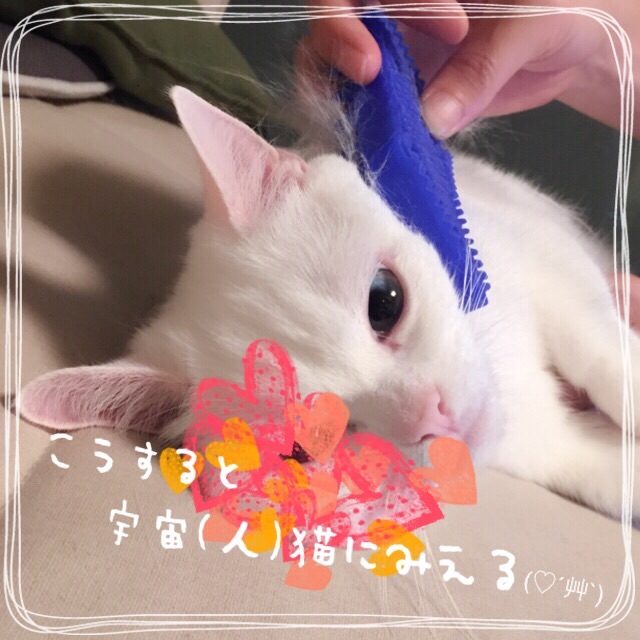 f:id:belly0628:20150608001829j:image f:id:belly0628:20150608001829j:image