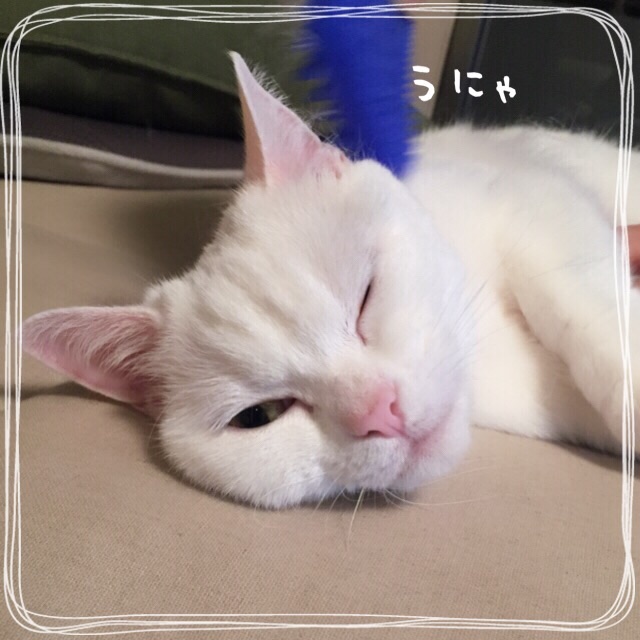 f:id:belly0628:20150608002015j:image f:id:belly0628:20150608002015j:image