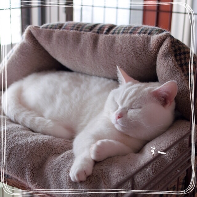 f:id:belly0628:20150608010843j:image f:id:belly0628:20150608010843j:image