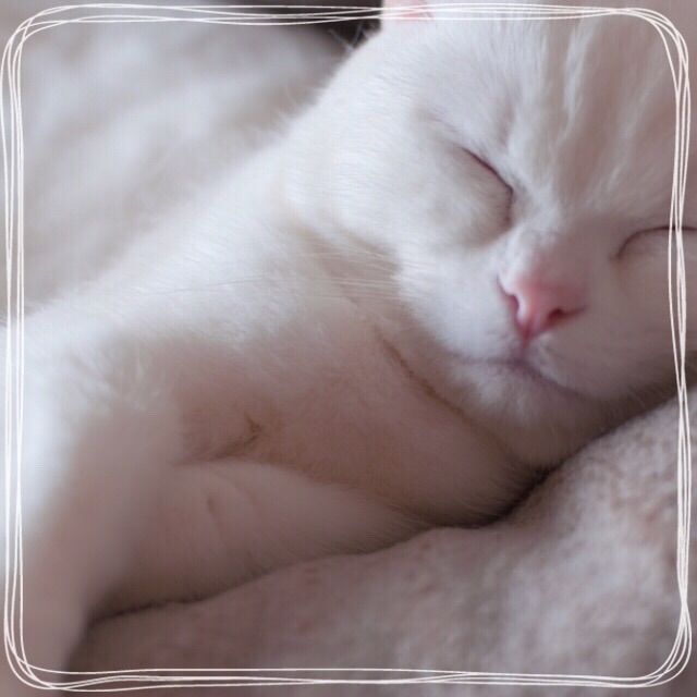 f:id:belly0628:20150608010850j:image f:id:belly0628:20150608010850j:image
