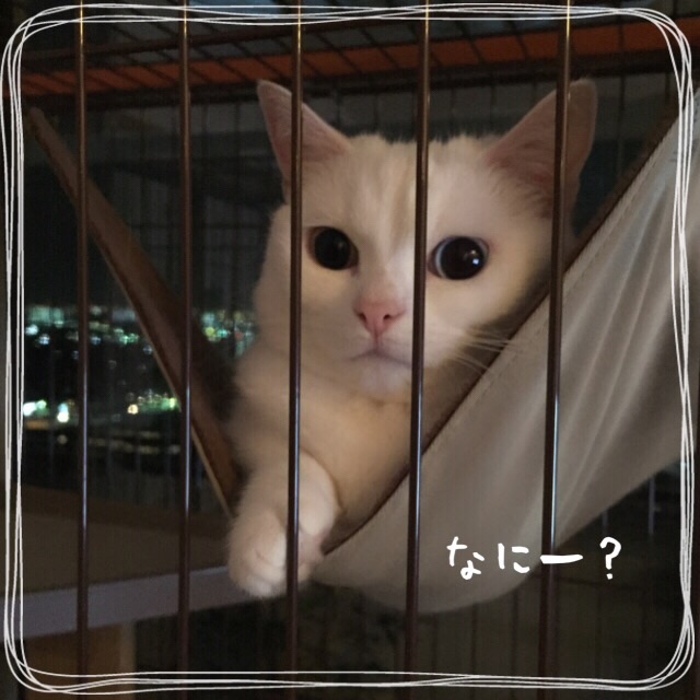 f:id:belly0628:20150608013510j:image f:id:belly0628:20150608013510j:image