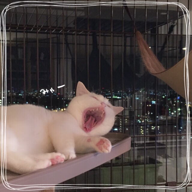 f:id:belly0628:20150608014149j:image f:id:belly0628:20150608014149j:image