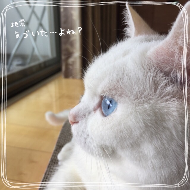f:id:belly0628:20150608233335j:image f:id:belly0628:20150608233335j:image