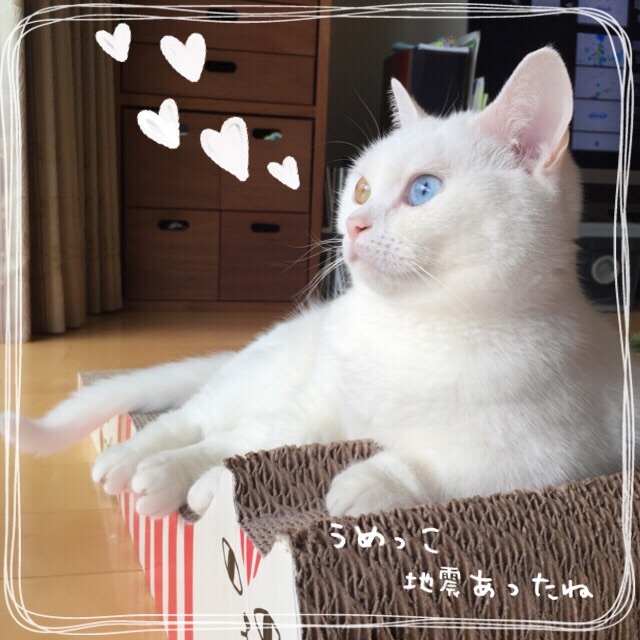 f:id:belly0628:20150608233349j:image f:id:belly0628:20150608233349j:image